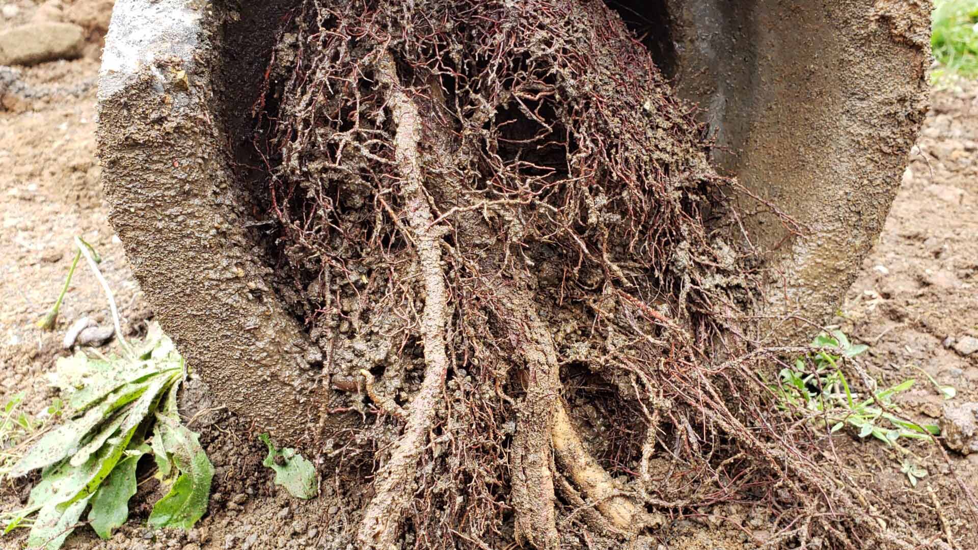 Roots in Sewer